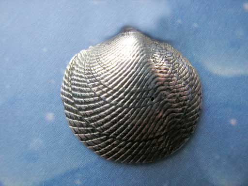 Huttons Mondmuschel small Pin