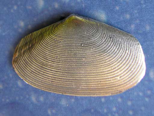 Brosche Pin Schmuck Silber Muschel Design