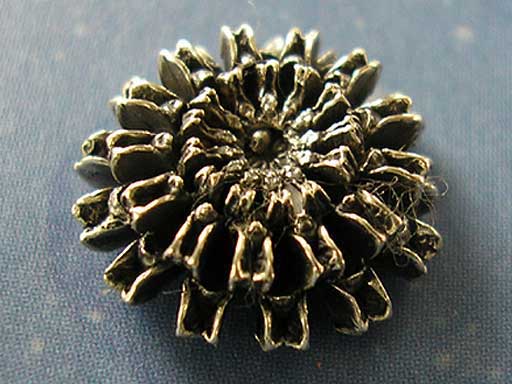 Australischer Samen gesägt Pin