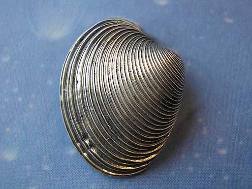 Feingestreifte Venusmuschel Pin