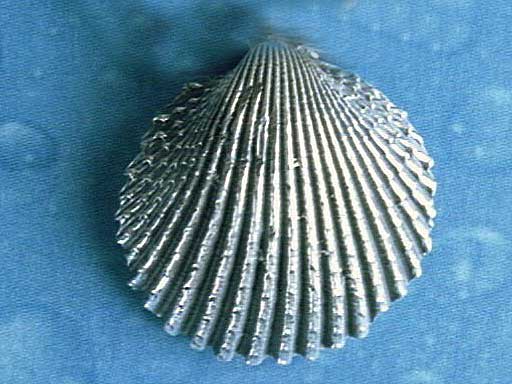Herzmuschel Anhänger Brosche Pin Schmuck