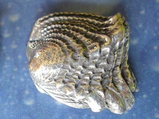 Geschuppte Muschel Pin