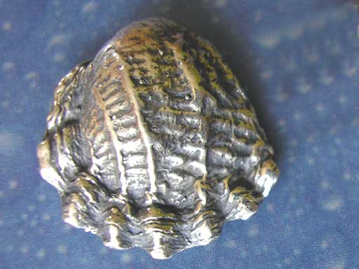 Gewellte Muschel Pin