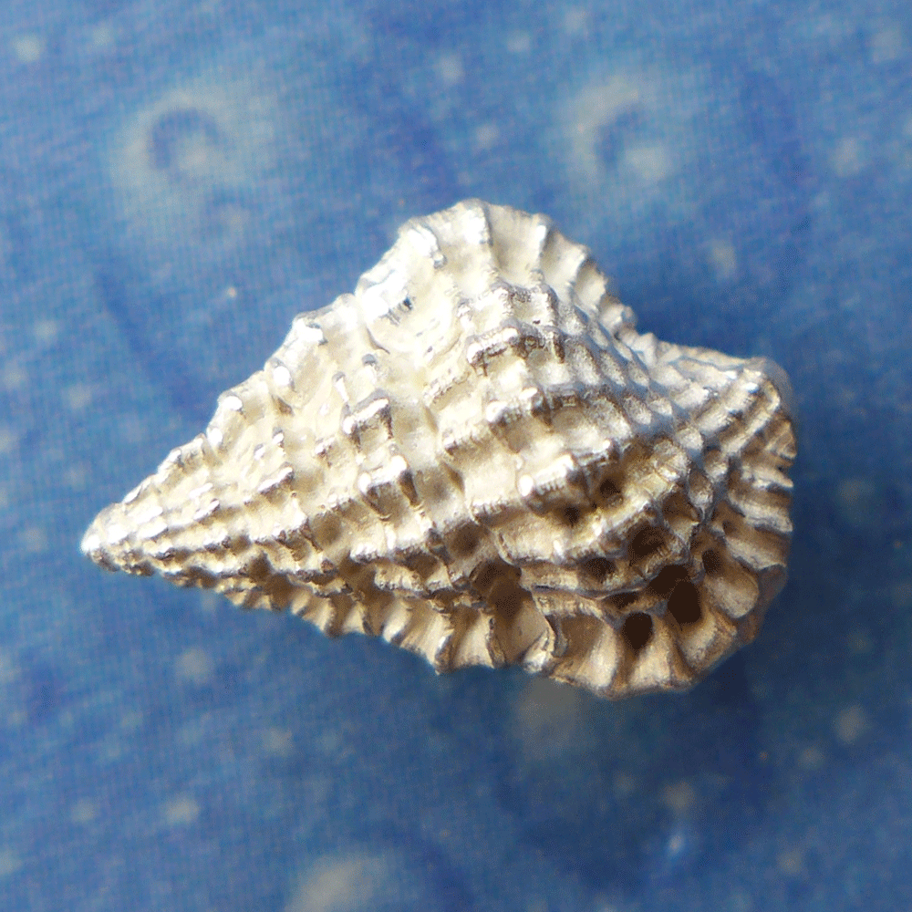 Schmuck maritim Silber Ohrstecker Tritonshorn