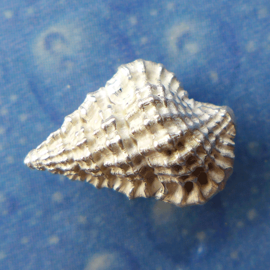 Schmuck maritim Silber Ohrstecker Tritonshorn