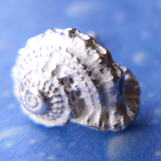 Ohrstecker Schnecke Unbekannte Schönheit Silber