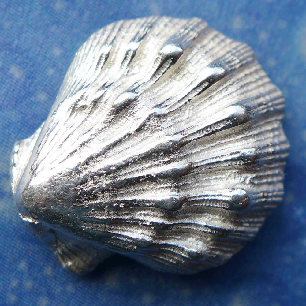 Schmuck Shell Löwenpranke Ohrstecker