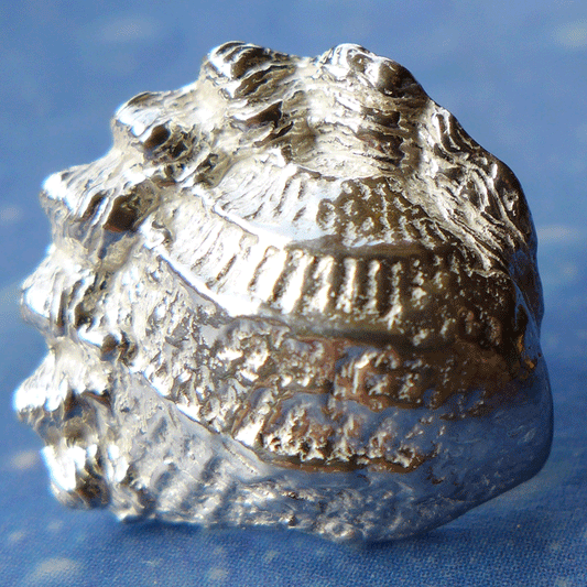 Schmuck Design Gewellte Muschel Ohrstecker