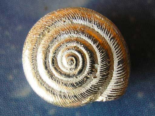 Schnecken Ohrstecker Lagune s