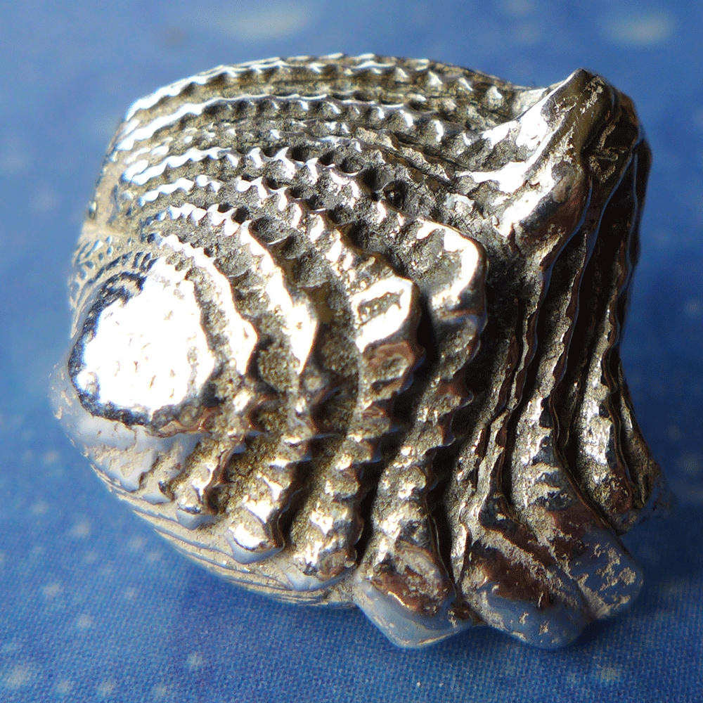 Scuba Muschel Ohrringe Schuppen