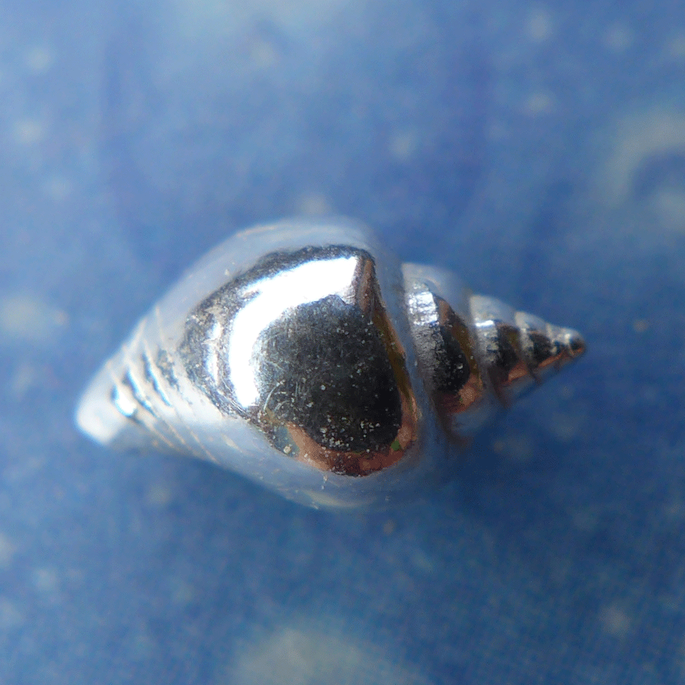 Scuba Schmuck Strombus Ohrstecker xs