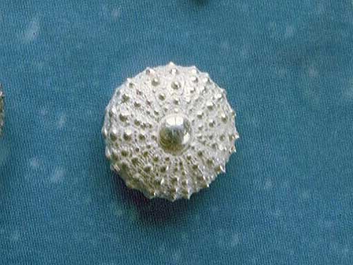 Silber Seeigel Ohrringe