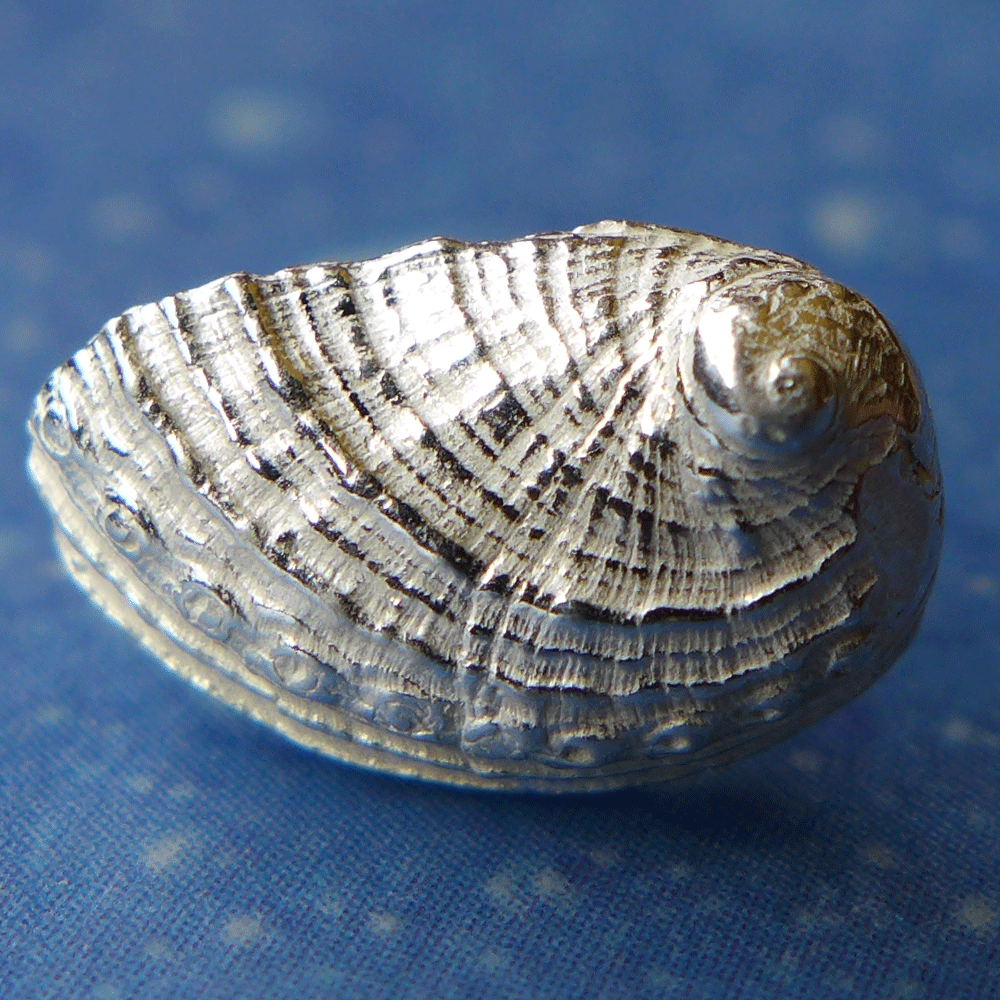 Paua Muschel Seeohr Meerohr Ohrstecker