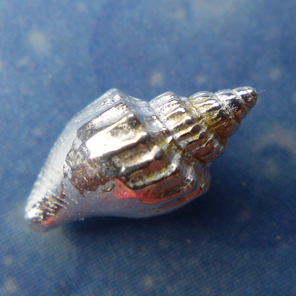 Meerjungfrau Schmuck Turrid Schnecke Ohrstecker Silber