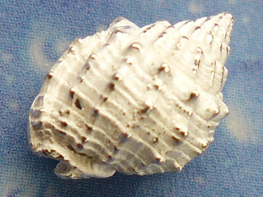 Silber Ohrstecker Korbschnecke individueller Schmuck