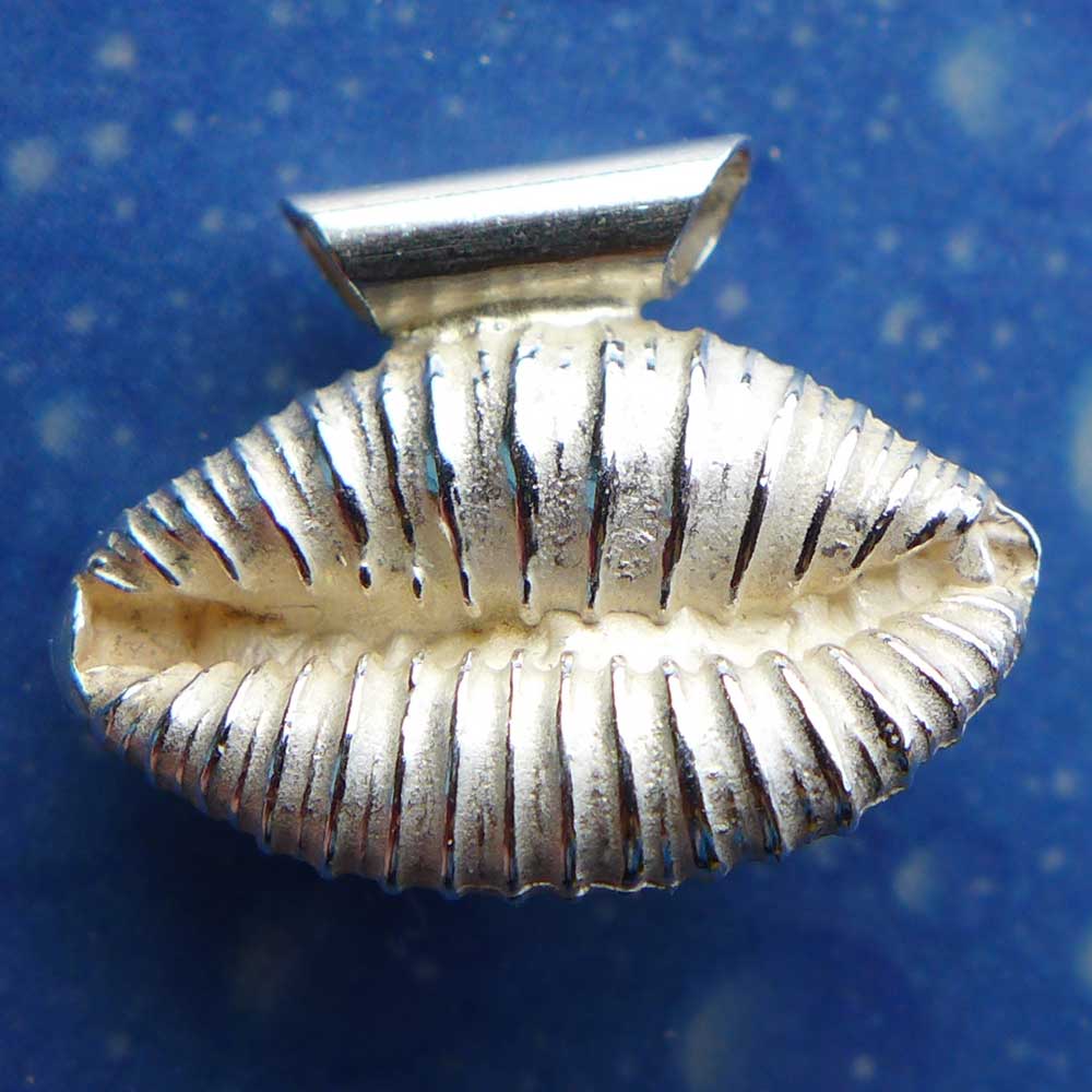 Kaurimuschel Silber Schnecke Anhänger Kauri