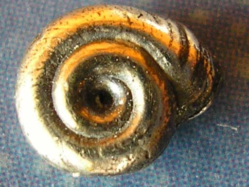Silber Schnecke Ohrstecker Lagune xxs