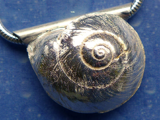 Unterwasser Schmuck Anhänger Knopfschnecke