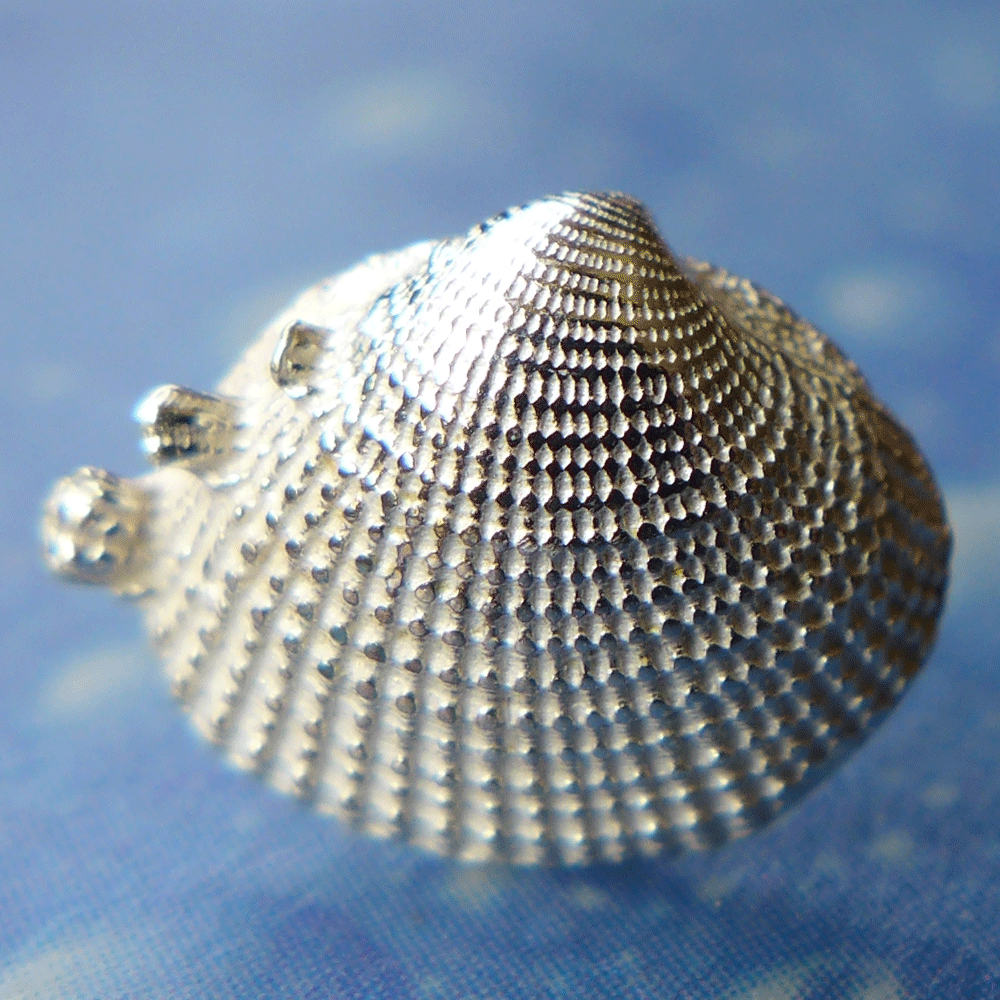 Silberschmuck Muschel Ohrstecker Venus