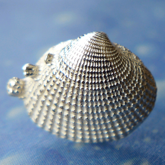 Silberschmuck Muschel Ohrstecker Venus