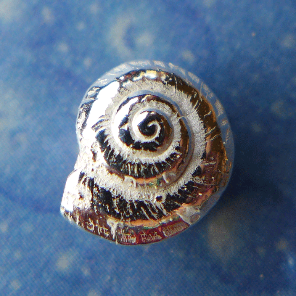 Sommerschmuck Trend Knopfschnecke Ohrstecker