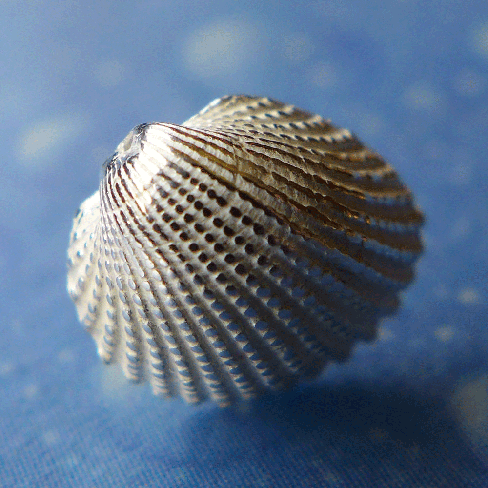 Herzmuschel Taucher Schmuck Ohrstecker Silber