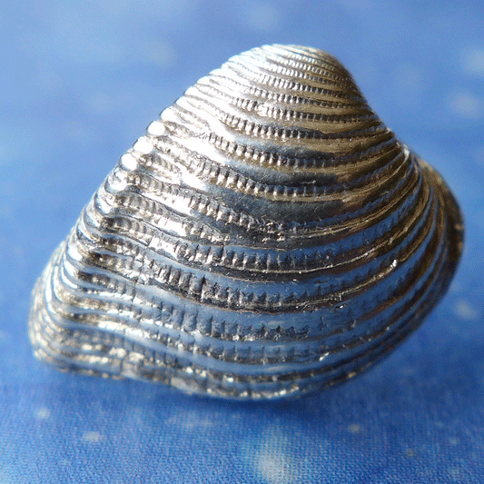 Taucherschmuck Dickmuschel Ohrstecker s