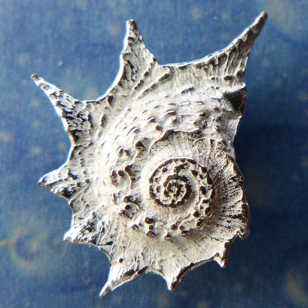 Taucherschmuck Silber Ohrstecker Sternschnecke