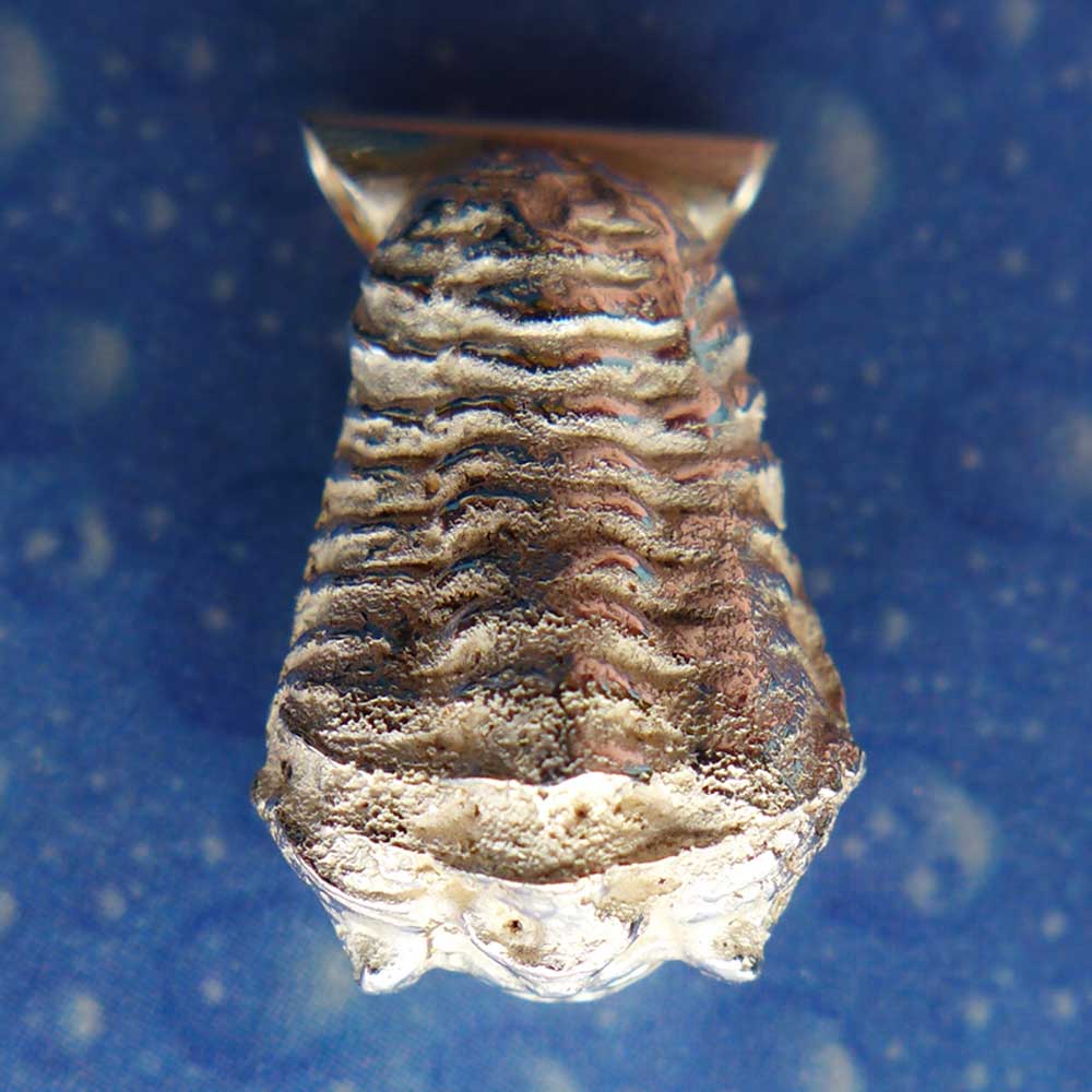 Trilobit Schmuck Anhänger Silber