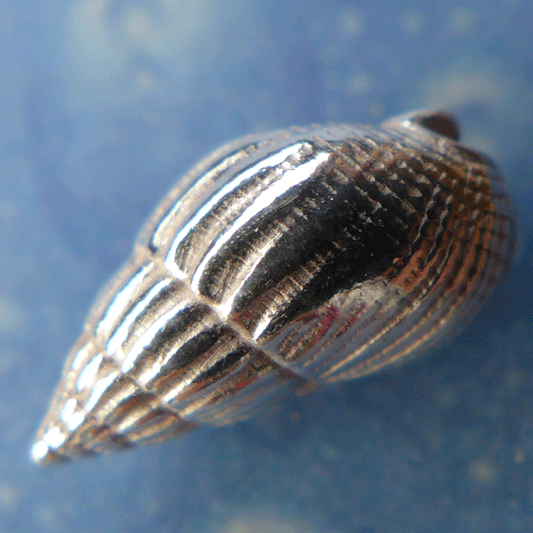 Unterwasser Ohrstecker Schmuck Netzreuse