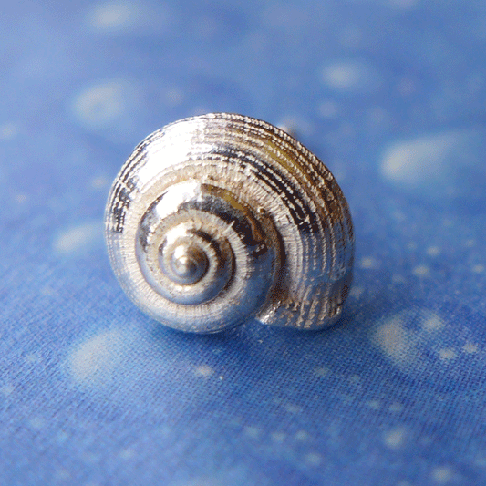 Urlaubs Feeling Schmuck Ohrstecker Schnecke lä