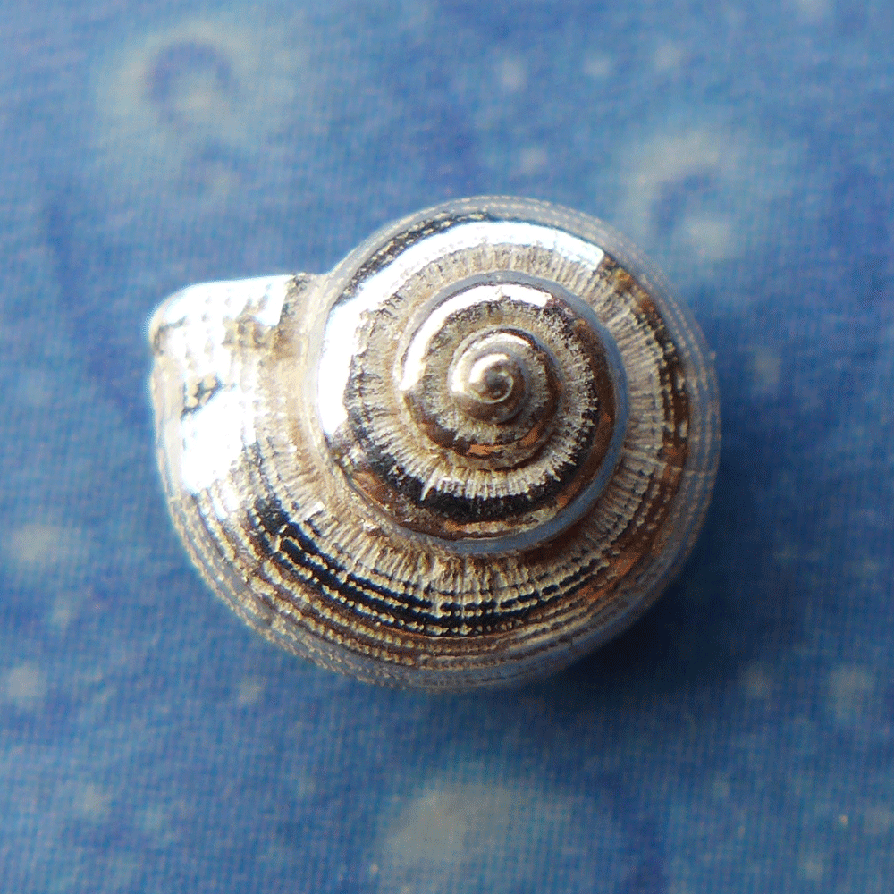 Urlaubs Feeling Silberschmuck Ohrstecker Schnecke lä