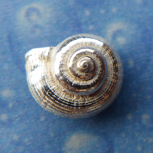 Urlaubs Feeling Silberschmuck Ohrstecker Schnecke lä