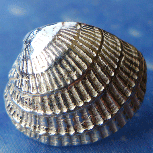 Venus Muschel Schmuck Ohrstecker