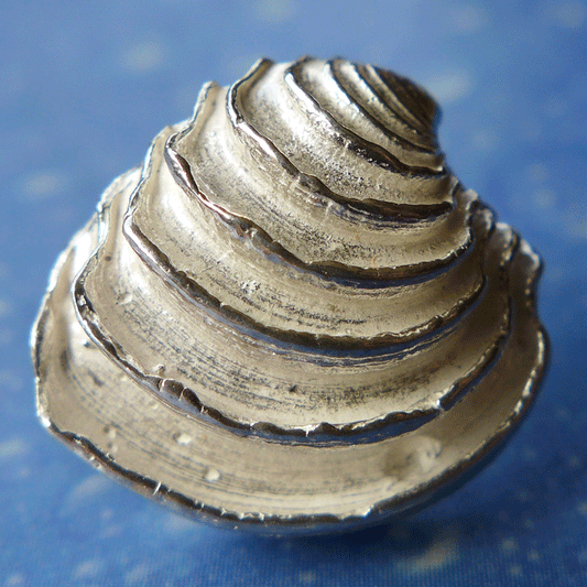 Natur Schmuck Venus Muschel Ohrstecker