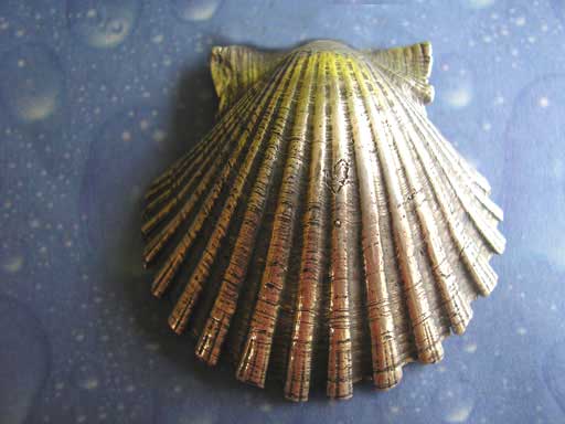Atlantische Pilgermuschel Brosche