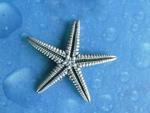 Seestern medium Brosche