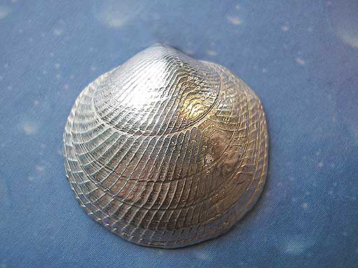 Huttons Mondmuschel medium Brosche