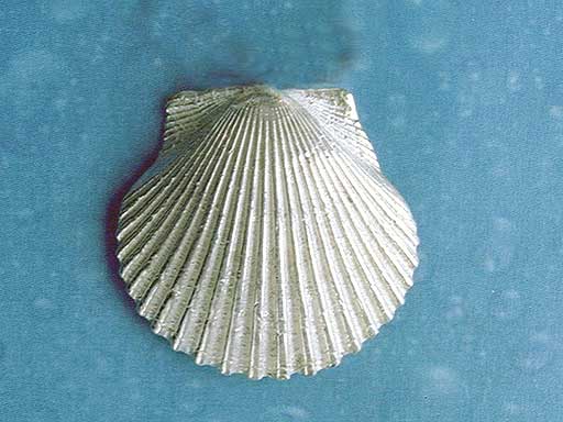 Pilgermuschel medium Brosche