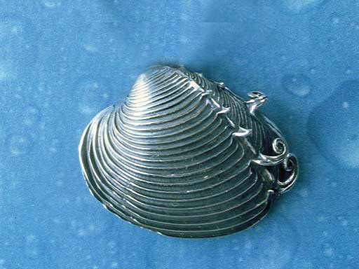 Venuskamm Muschel Brosche