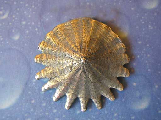 Sanddollar gezackt Brosche
