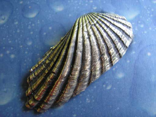 Schmuck von der See Brosche Silber Muschel