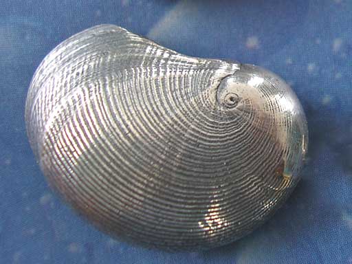 Maritime Brosche vom Meer Silberschmuck