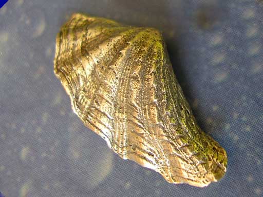 Muschelschmuck Silber Brosche Maritim