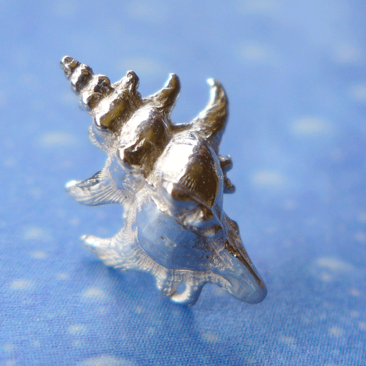 Schmuck vom Meer inspiriert Hakenschnecke 