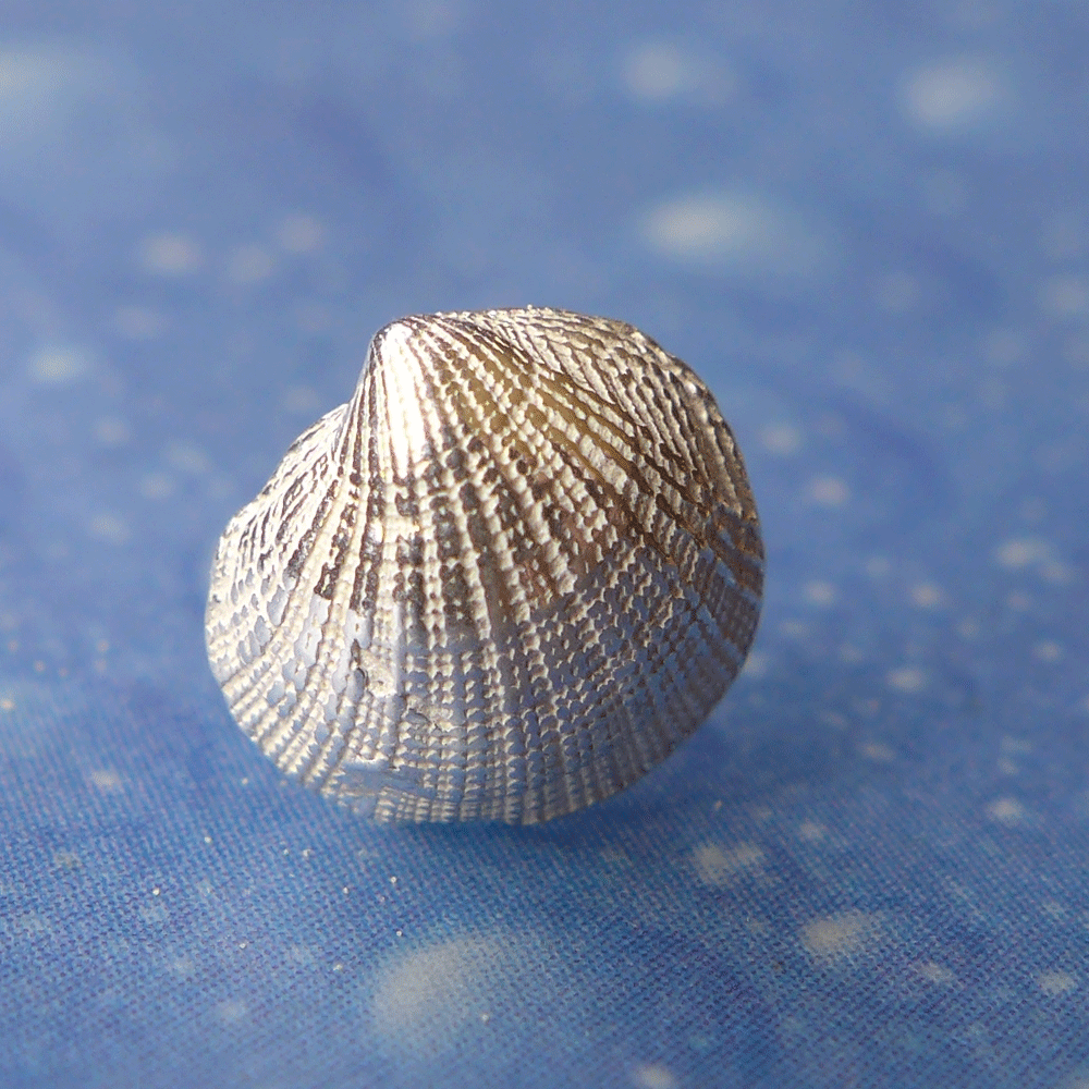 Meeresbrise Schmuck Sandmuschel Ohrstecker
