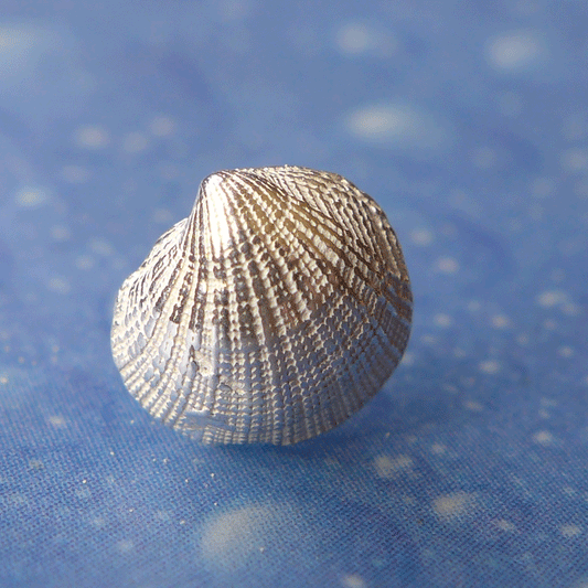 Meeresbrise Schmuck Sandmuschel Ohrstecker