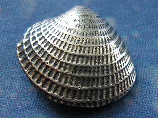 Venusmuschel Ohrstecker Silber Lamellen xs