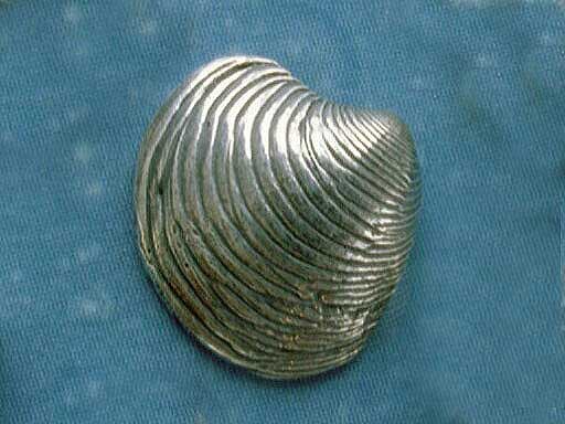 Venusmuschel Silber Ohrstecker Schrift