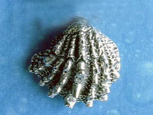 Maritimschmuck Ohrstecker Fächer Muschel geschwärzt